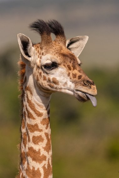 039 Masai Mara.jpg